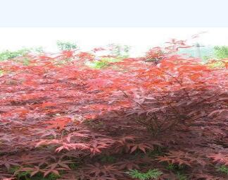 红枫苗木图片