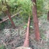 米径4公分落羽杉