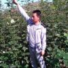 宁夏固原市河北杨=扦插小叶青皮河北杨种根种条