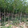 宁夏3-5公分香花槐，白榆供应_3-5公分香花槐