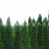 供应蜀桧、蜀桧球