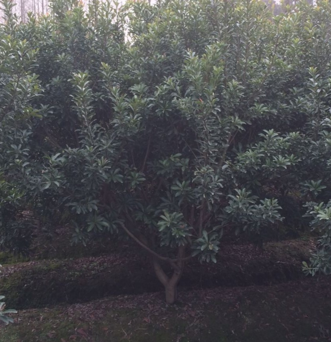 供应余姚杨梅6公分