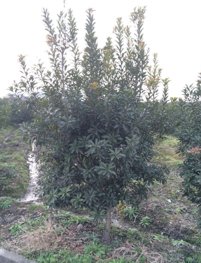 供应五公分杨梅苗