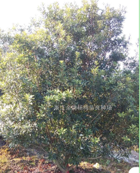 绿化工程余姚黑炭杨梅树