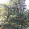 4-5米冠幅杨梅树
