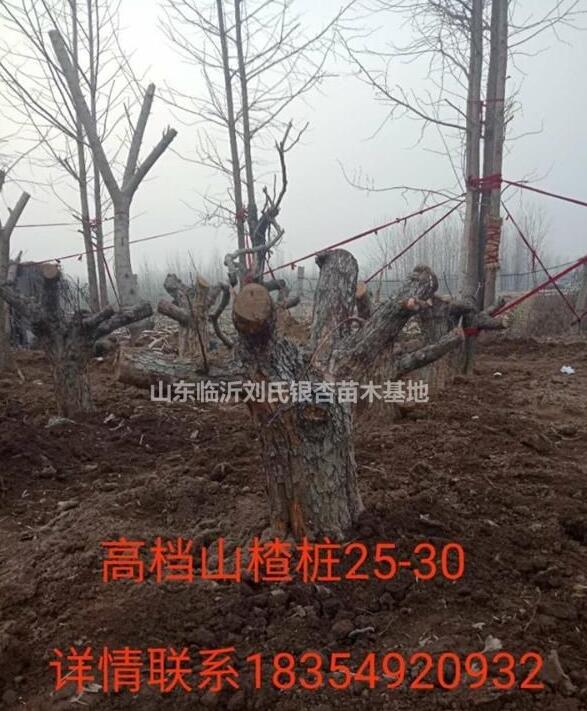 山东临沂供应25-30公分山楂树