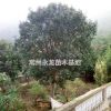常州地区广玉兰