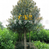 广玉兰