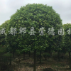 桂花