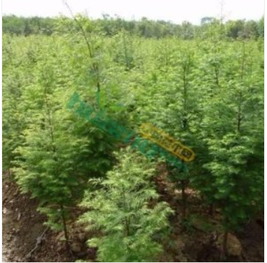 水杉2米水杉2米