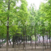供应水杉