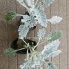 供应银叶菊，美女樱，波斯菊，大滨菊等