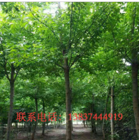 鄢陵绿之洲园林供应金叶复叶槭6一15公分 120一1800元 树形好 品质优