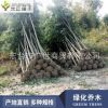 基地供应大叶女贞树苗 大叶女贞移栽 园林绿化苗 量大从优