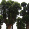 批发香樟 香樟树基地 1-8-15-20-30-80公分香樟价格 全冠移植香樟
