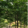 造林的11·12·13CMcm实生枫香树低价销售