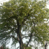 苗木种植户直接供应40～50全冠假植朴树 分支点2～3米