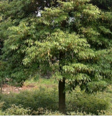 金丝楠木树18公分 专业长期供应