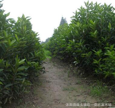 批发法青苗 法国冬青苗 珊瑚树 绿篱法青 存活率高 量大优惠图3