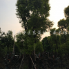 黄金香柳