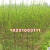 基地常年批发木槿花苗 红花木槿 纯瓣木槿 绿化苗木量大优惠