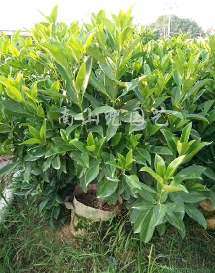 供应60公分-80公分高非洲茉莉球