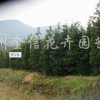 罗汉松