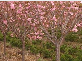 樱花价格_日本樱花价格_晚樱树价格_樱花工程苗