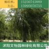 直销垂柳苗量大优惠 垂柳树苗 绿化工程苗 护坡 树苗批发
