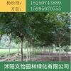 花紫薇树 红火球紫薇 规格齐全 园林绿化工程风景树
