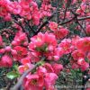 厂家供应红梅 园林庭院绿化垂梅 优质梅花树苗