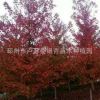 基地供应绿化树苗红枫园林灌木乔木观赏树现货规格额齐全成活率高