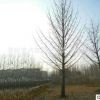 基地供应银杏树白果苗长寿树庭院园林绿化工程用树木风景树