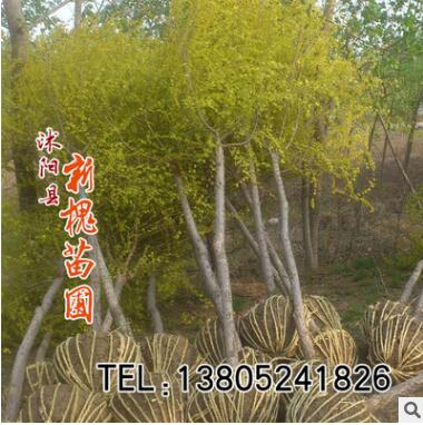 嫁接金叶榆批发 耐寒绿化工程 基地金叶榆价格 又名美人榆图2
