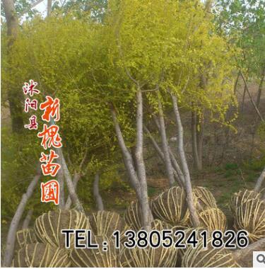 嫁接金叶榆批发 耐寒绿化工程 基地金叶榆价格 又名美人榆图3