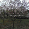 早樱胸径6-15公分