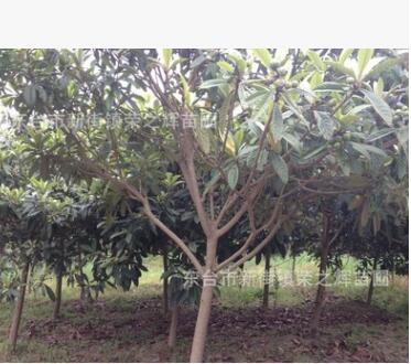 枇杷树 精品枇杷树 各种规格枇杷树 各种规格工程苗木