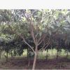 枇杷树 精品枇杷树 各种规格枇杷树 各种规格工程苗木