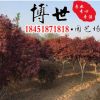 低价批发红枫苗 绿化苗木红枫树苗 红颜枫耐寒 规格齐全量大从优