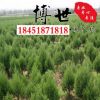 批发蜀桧苗 塔柏 桧柏 造型蜀桧 规格齐全耐寒耐冻 量大从优