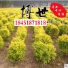 基地直销金叶榆 金叶榆苗 精品耐寒耐寒高杆造型金叶榆规格齐全
