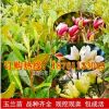 低价出售广玉兰树 白玉兰树 黄玉兰树 小紫玉兰树 嫁接 规格齐全