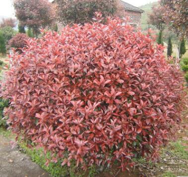 批发红叶石楠球 精品红叶石楠球 山东园林高杆红叶石楠树湖北苗圃图2