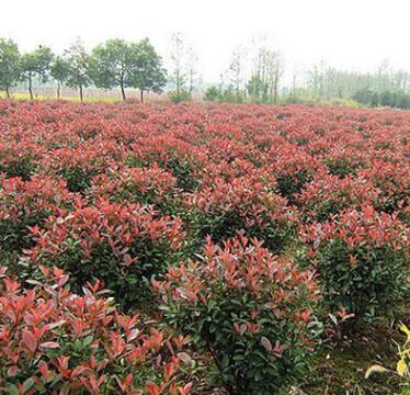 批发红叶石楠球 精品红叶石楠球 山东园林高杆红叶石楠树湖北苗圃图3