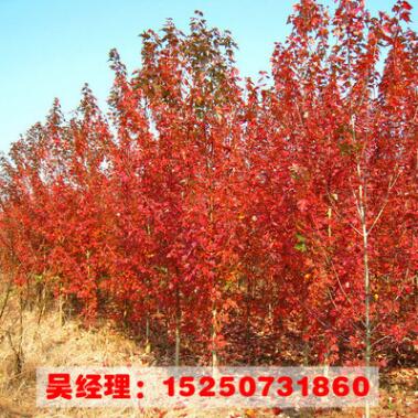美国红枫树苗 园林绿化 批发彩色苗木 规格齐全 嫁接美国红枫树苗图2