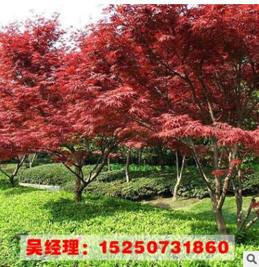 美国红枫树苗 园林绿化 批发彩色苗木 规格齐全 嫁接美国红枫树苗图3