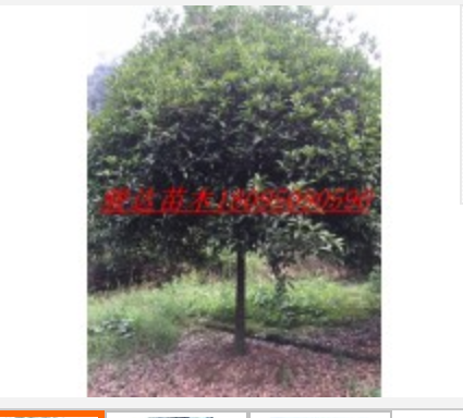 上海桂花树|上海高杆桂花树价格|上海金品桂花|上海桂花树供应