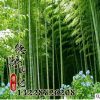 直销各种优质竹子 四季常青 毛竹价格 规格齐全 量大优惠 毛竹类