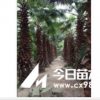 老人葵1-6m，华棕，老人葵地苗，老人葵价格