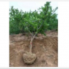 低价供应：石榴树，丛生石榴，石榴苗